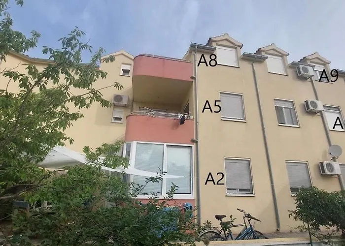 Pine Tree Dalmatia *