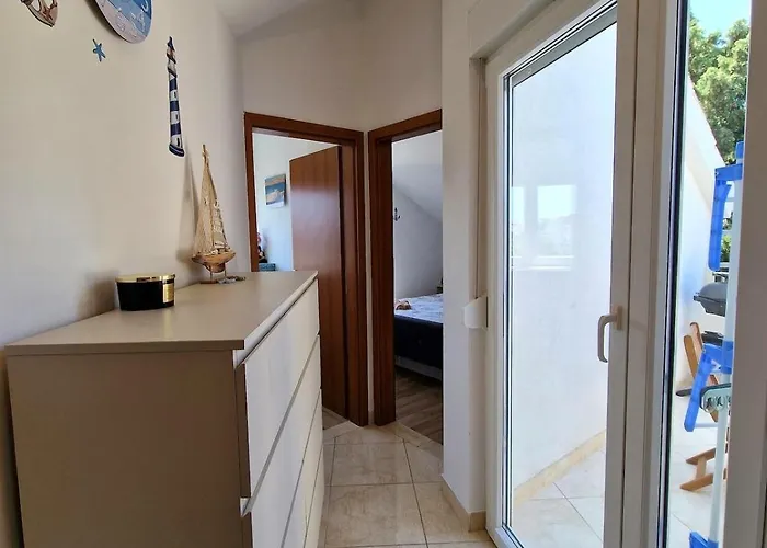 Pine Tree Dalmatia Srima